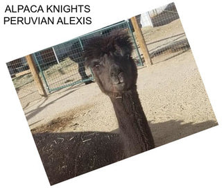 ALPACA KNIGHTS PERUVIAN ALEXIS