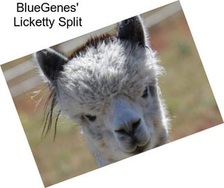 BlueGenes\' Licketty Split
