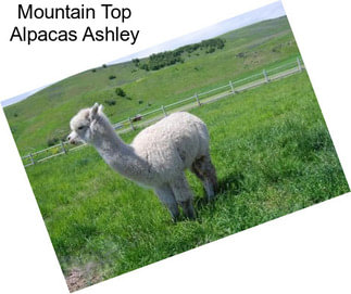 Mountain Top Alpacas Ashley