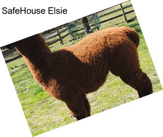 SafeHouse Elsie