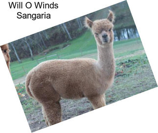 Will O Winds Sangaria