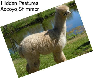 Hidden Pastures Accoyo Shimmer