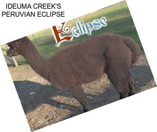 IDEUMA CREEK\'S PERUVIAN ECLIPSE