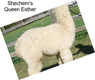 Shechem\'s Queen Esther