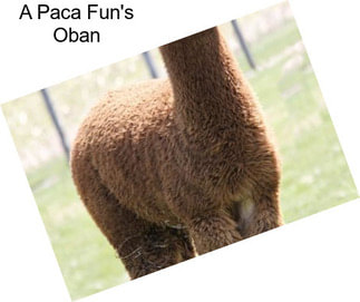 A Paca Fun\'s Oban