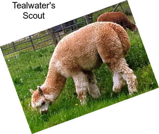 Tealwater\'s Scout