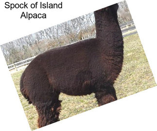 Spock of Island Alpaca