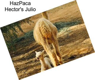 HazPaca Hector\'s Julio