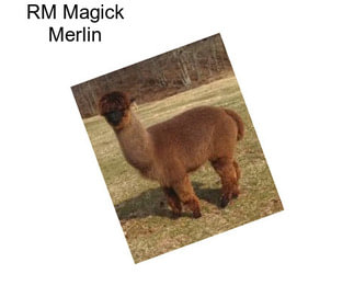 RM Magick Merlin