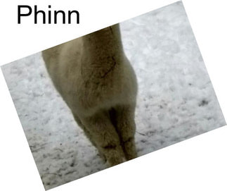 Phinn