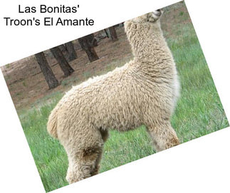 Las Bonitas\' Troon\'s El Amante