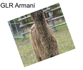 GLR Armani