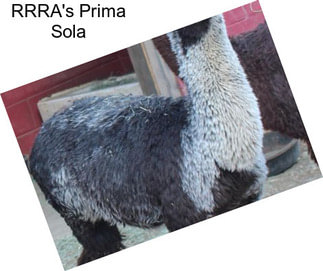 RRRA\'s Prima Sola