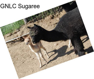 GNLC Sugaree