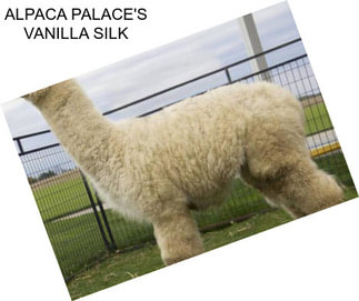 ALPACA PALACE\'S VANILLA SILK