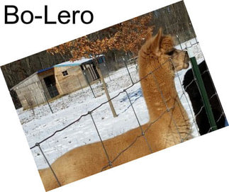 Bo-Lero