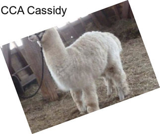 CCA Cassidy