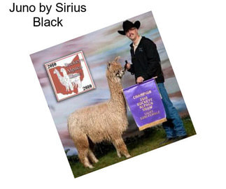 Juno by Sirius Black