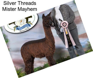 Silver Threads Mister Mayhem