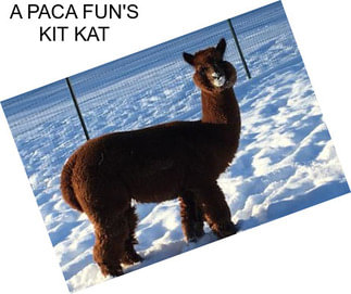 A PACA FUN\'S KIT KAT