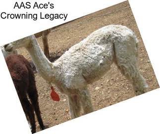 AAS Ace\'s Crowning Legacy