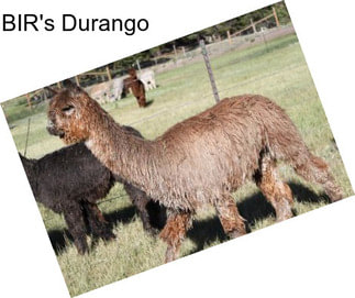 BIR\'s Durango