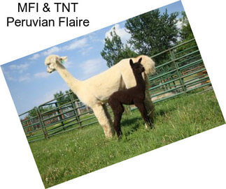 MFI & TNT Peruvian Flaire