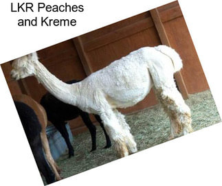 LKR Peaches and Kreme