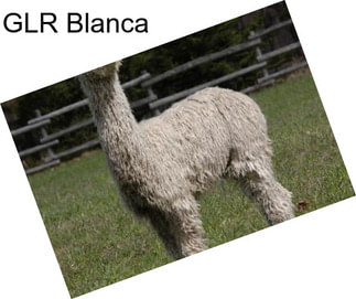 GLR Blanca