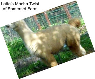 Latte\'s Mocha Twist of Somerset Farm