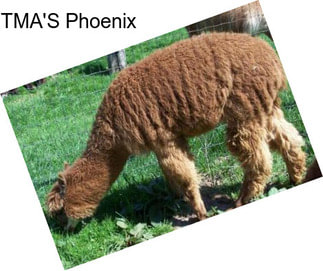 TMA\'S Phoenix