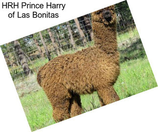 HRH Prince Harry of Las Bonitas