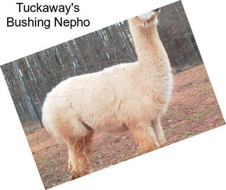 Tuckaway\'s Bushing Nepho