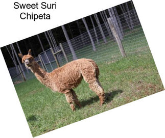 Sweet Suri Chipeta