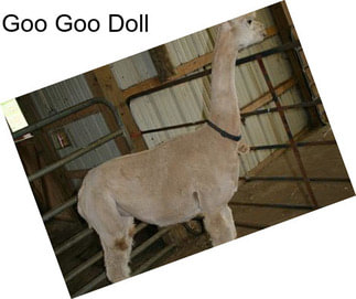 Goo Goo Doll