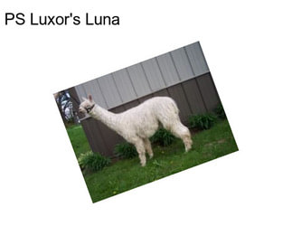 PS Luxor\'s Luna