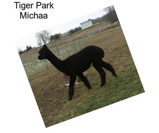 Tiger Park Michaa
