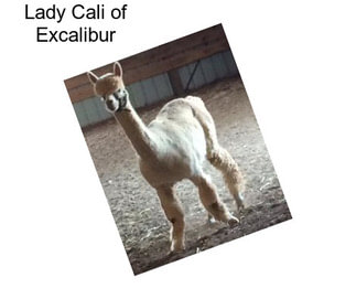 Lady Cali of Excalibur