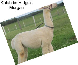 Katahdin Ridge\'s Morgan
