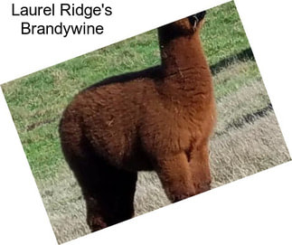 Laurel Ridge\'s Brandywine