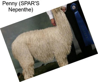Penny (SPAR\'S Nepenthe)