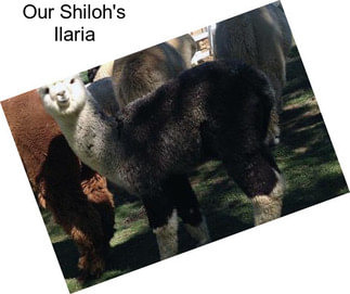 Our Shiloh\'s Ilaria