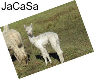 JaCaSa