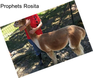 Prophets Rosita