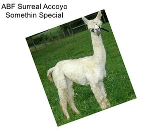 ABF Surreal Accoyo Somethin Special