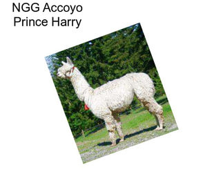 NGG Accoyo Prince Harry