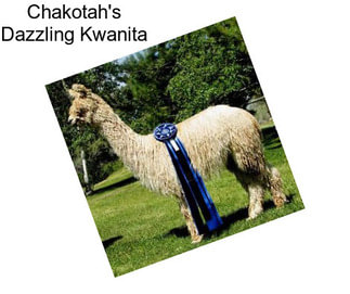 Chakotah\'s Dazzling Kwanita