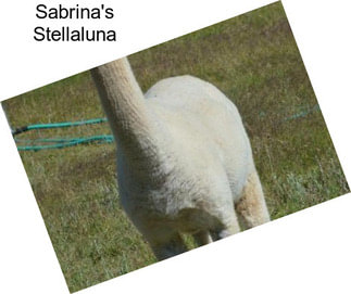 Sabrina\'s Stellaluna