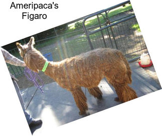 Ameripaca\'s Figaro