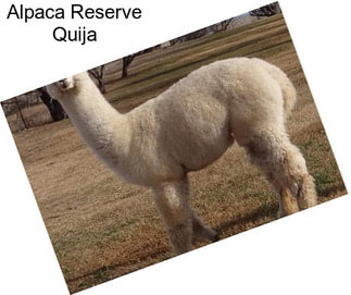 Alpaca Reserve Quija